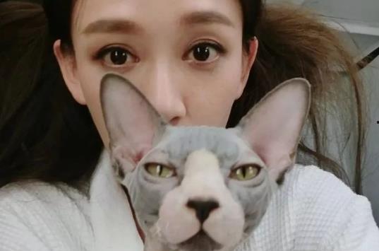 各个明星养的宠物,明星们的宠物日常大盘点