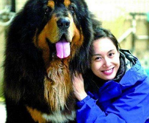 朱茵家里养藏獒的照片,威猛守护，温馨相伴